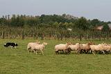 BORDER COLLIE - MOUTONS 028